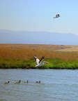 White Pelican with black tipped wings taking to the air, marsh near Google HQ, Mountain View CA. 