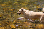 Colby the dog enjoying Big Wood River in Hailey, ID. 