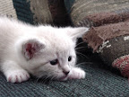 Cute white kitten. 