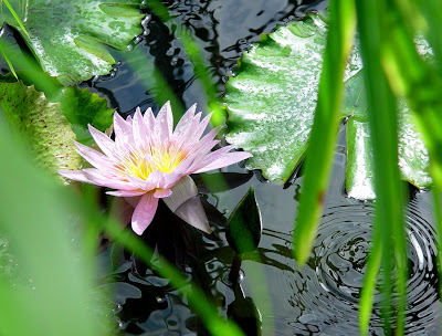 Pink water lily and lily pads in San Francisco Conservatory of Flowers. 
