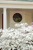Jackson, MS - White house, covered porch, lovely round window, exploding white azalea bush 