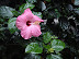 Wet hibiscus in Manhattan, New York. 