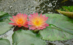 Pink twin water lilies and lily pads. San Francisco Conservatory of Flowers. Photo by Lisa Callagher Onizuka