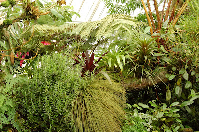 Greenscape. Conservatory of Flowers, San Francisco CA. Photo by Lisa Callagher Onizuka