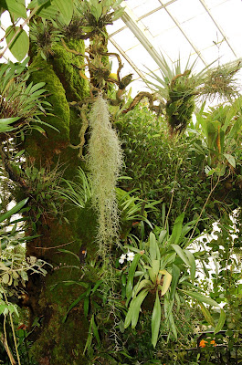 Hanging moss, orchids. Conservatory of Flowers, San Francisco CA. Photo by Lisa Callagher Onizuka