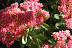 Dappled light on pink flowers. Kalanchoe?