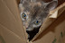Kitten in a box. 