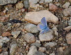 Soft blue butterfly. 