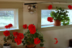 Ray's geraniums and fishing pole. 