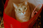 Phoebe the cat in red bag. 