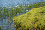 Reeds, lily pads and grasses. Ward Lake, near Ketchikan AK. 