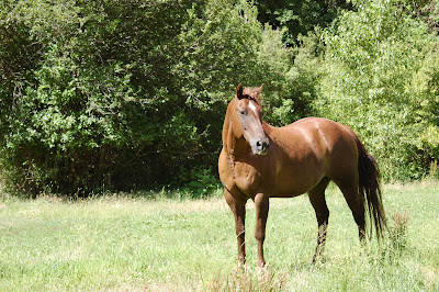 Chestnut horse in pasture. 