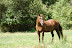 Chestnut horse in pasture. 