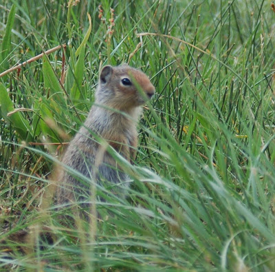 Cute ground squirrel. 
