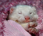 Cozy Ferret. Photo by Lance Leopold. See http://www.redbubble.com/people/lance/works/95249-snoozing-ferret for more.