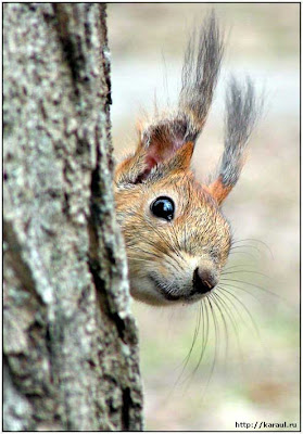 Funny squirrel face.