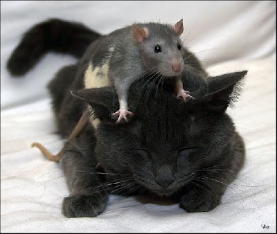 Rat on a cat.
