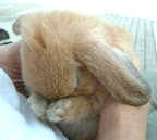 Sorry bunny...via cuteoverload.com