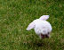 Boing boing boing...sweet white bunny hops. From flickr user elemishra