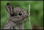 Sweet sweet bunny. Photo by Tanja Askani - http://www.fotocommunity.de/pc/account/myprofile/12278