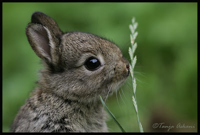 Sweet sweet bunny. Photo by Tanja Askani - http://www.fotocommunity.de/pc/account/myprofile/12278
