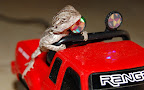 Bearded Dragon and his truck. 