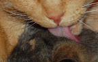Rough Cat Tongue. 