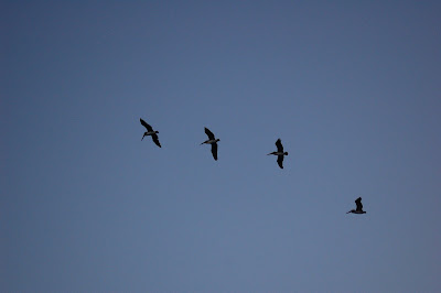 Four pelicans in flight. 