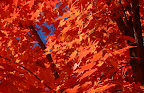 Scarlet maple leaves in the sun. 