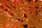 Maple tree turning orange. 