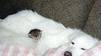 Kitten lost in snowy white fur of his dog friend. Photographer unknown to us. Let us know if you know!