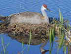 Sandhill crane nestling and mother in their nest. Photographer Robert Grover groverphoto.phanfare.com