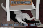 Can someone hand me the 12mm socket? - LOLcats from IcanHasCheezburger.com