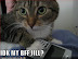 IDK my BFF Jill? - LOLcats from IcanHasCheezburger.com