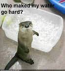Who maked my water go hard? - LOLcats from IcanHasCheezburger.com