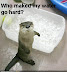 Who maked my water go hard? - LOLcats from IcanHasCheezburger.com