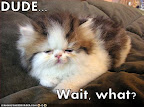 DUDE... Wait, what? - LOLcats from IcanHasCheezburger.com
