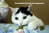 The snozzberries taste like snozzberries - LOLcats from IcanHasCheezburger.com
