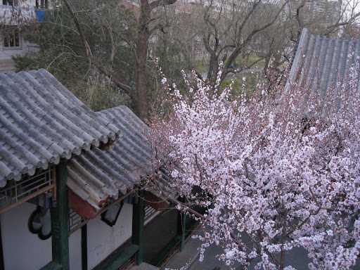 山桃花开