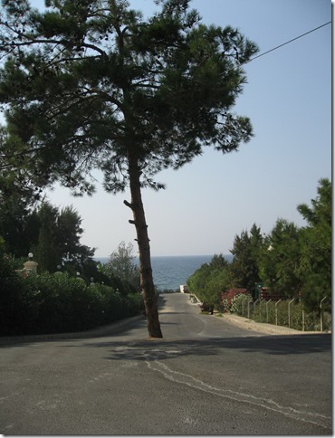 road_and_tree