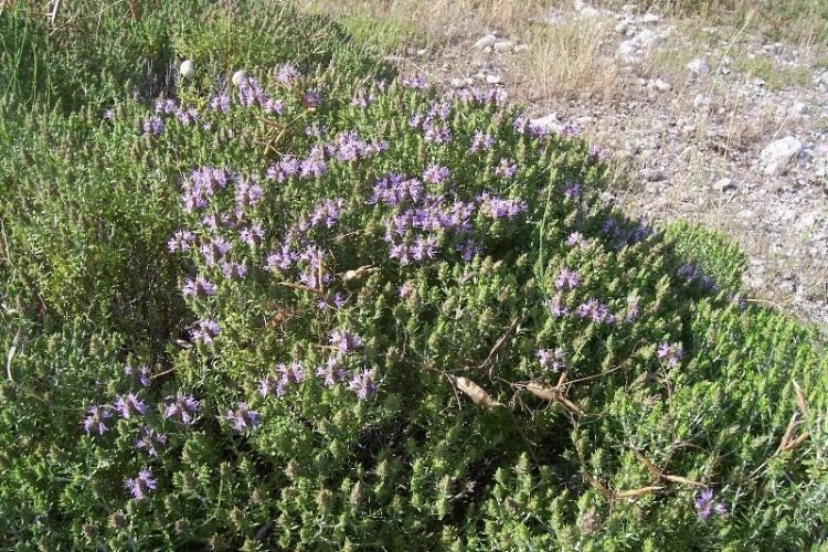 Flora Italiana Plants of Italy Thymus capitatus