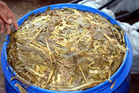Silase Sorghum