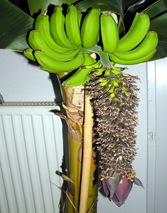Bananenstaude 22.10.2007