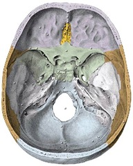 cranio base