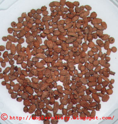 common carp facts. carp bait, in fact,; carp bait, in fact, common carp facts. common carp facts. carp bait, in fact,; carp bait, in fact,