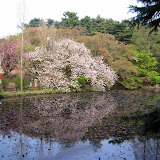 Shinjuku Gyoen National Park in April 2007