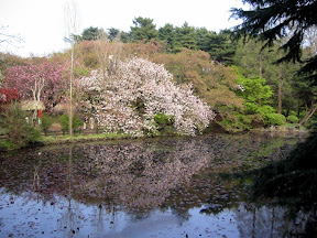 Shinjuku Gyoen National Park in April 2007