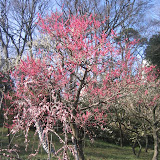 The first plum blossoms of the year in Inokashira Park. This park is also popular spot for hanami (cherry blossom viewing) in the Spring.