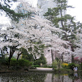 Cherry trees in Shimizudani Park