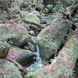 A small stream in Yakusugi land, Yakushima